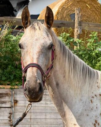 FEMMINA Appaloosa 4 anni doc Apa
