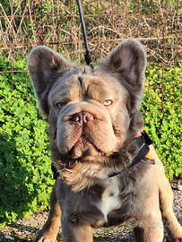 Stallone/Monta BIG Rope Fluffyl4 b/b co/co Bull.Fr