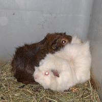 Porcellino d'India (cavia)