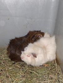 Porcellino d'India (cavia)