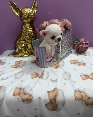 Chihuahua