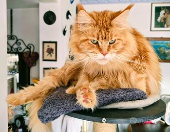 Maine coon femmina
