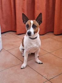 Jack russel per monta