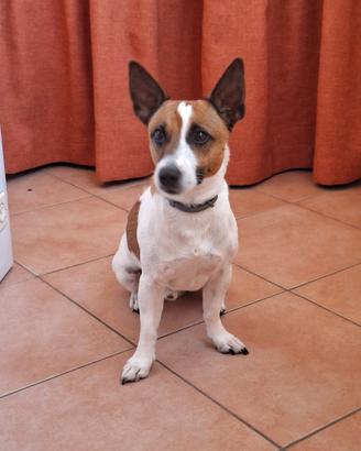 Jack russel per monta