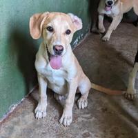 SVEN segugino 4 mesi taglia media