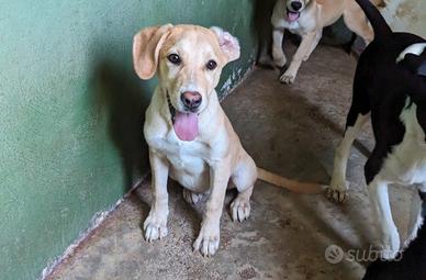 SVEN segugino 4 mesi taglia media