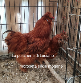 Moroseta silkie mogano