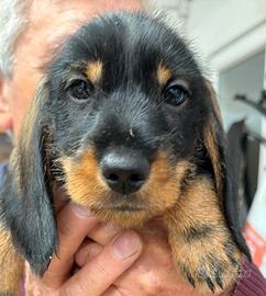 Bassotti nani a pelo duro