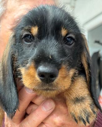 Bassotti nani a pelo duro