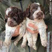 Lagotto romagnolo