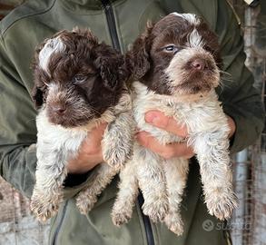 Lagotto romagnolo