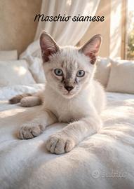 Siamese maschio