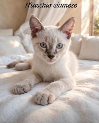Siamese maschio