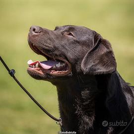 Labrador Retriever Chocolate - Disponibile x Monte