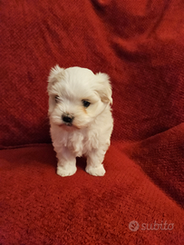Cucciolo di Maltese