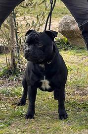 Staffordshire bull terrier