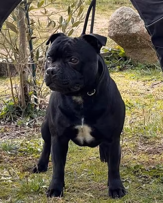 Staffordshire bull terrier