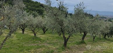 Terreno coltivato a ulivi provincia di prato