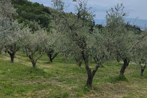 Terreno coltivato a ulivi provincia di prato