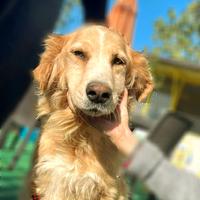 Nonna Arnia in canile