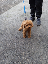 Barboncino Toy red 7 mesi