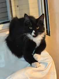 Maine coon