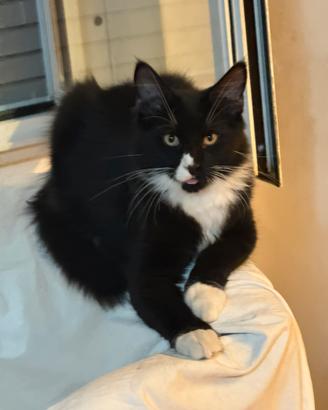 Maine coon