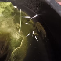 Medaka varie colorazione