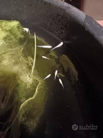 Medaka varie colorazione