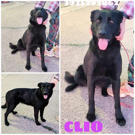 Clio una bella cagnolina tg. Media in adozione