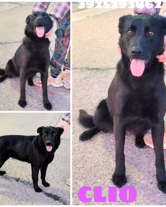 Clio una bella cagnolina tg. Media in adozione