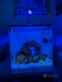Acquario