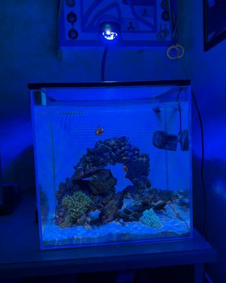 Acquario
