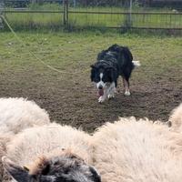 Border collie per monte
