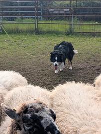 Border collie per monte