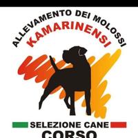 Cane corso con pedigree
