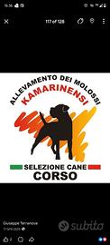 Cane corso con pedigree