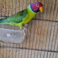 Pappagalli varie specie