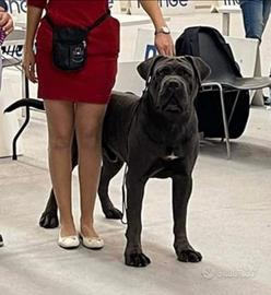 Cucciola Cane Corso