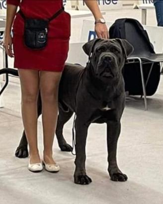 Cucciola Cane Corso