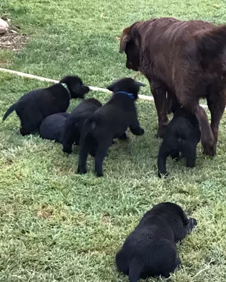 Cuccioli Labrador