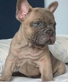 Bulldog francese