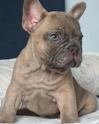 Bulldog francese
