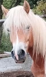 Avelignese haflinger