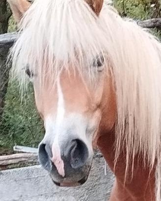 Avelignese haflinger