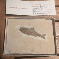 Fossile di pesce su lastra calcarea (certificato)