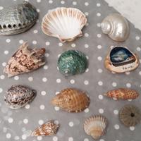 Lotto di conchiglie piccole