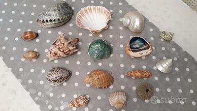 Lotto di conchiglie piccole