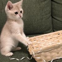 Gattino British shorthair Golden schischilla