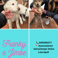 Cuccioli in adozione